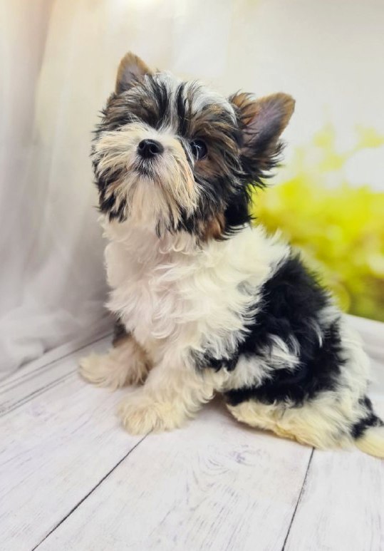 Mari Biewer Yorkshire Terrier Mari Biewer Yorkshire Terrier