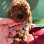 Marik-male-toy-poodle-puppy-for-sale-1 (1)