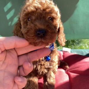 Marik Toy Poodle
