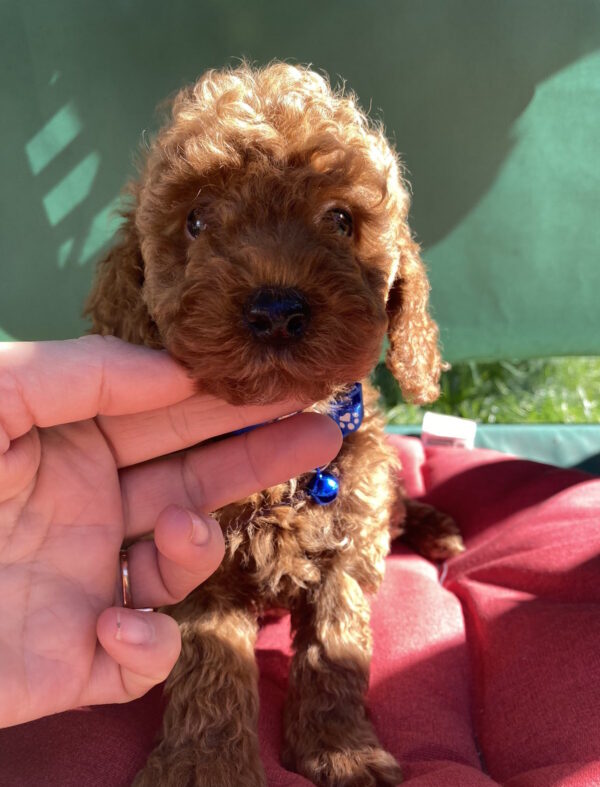 Marik Toy Poodle Marik Toy Poodle