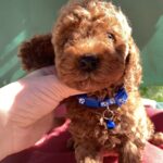 Maxik Toy Poodle