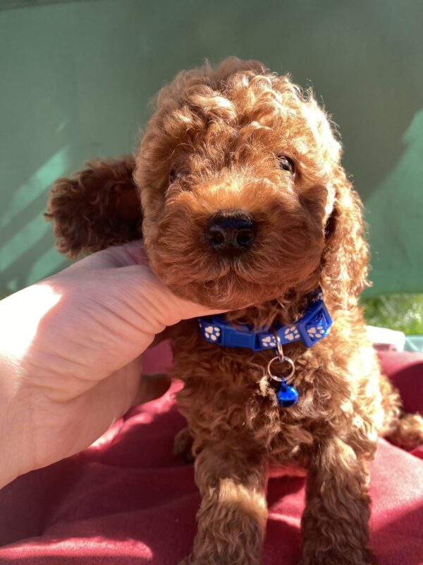 Marik Toy Poodle Marik Toy Poodle