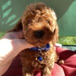 Marik-male-toy-poodle-puppy-for-sale-1 (3)