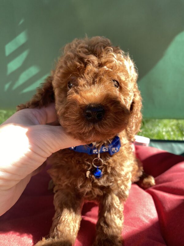 Marik Toy Poodle Marik Toy Poodle