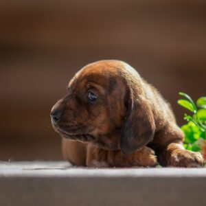 Mario Miniature Dachshund