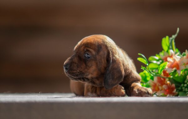 Mario Miniature Dachshund Mario Miniature Dachshund