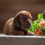 Mario-male-miniature-dachshund-puppy-for-sale-1 (2)