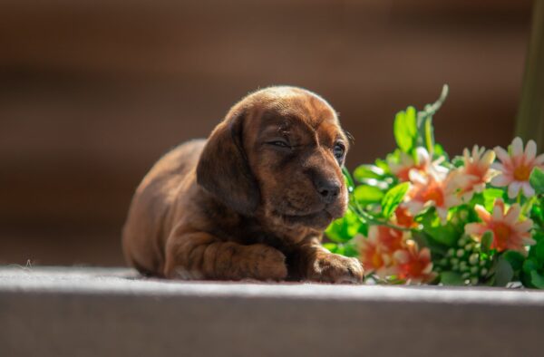 Mario Miniature Dachshund Mario Miniature Dachshund