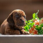 Richy Miniature Dachshund
