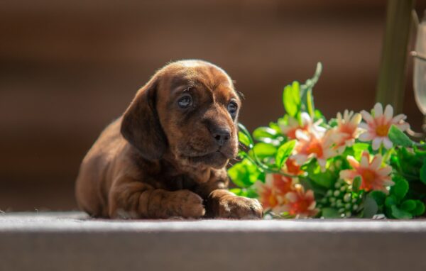 Mario Miniature Dachshund Mario Miniature Dachshund