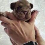 Marru-female-French-bulldog-puppy-for-sale-1
