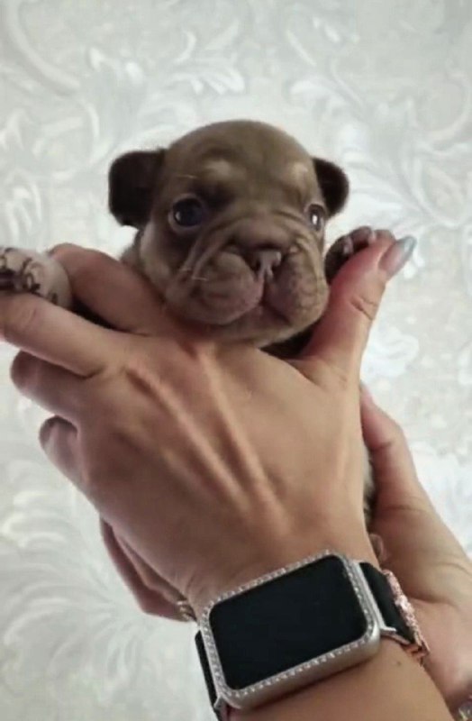 Marru Big Rope French Bulldog Marru Big Rope French Bulldog