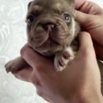 Marru-female-French-bulldog-puppy-for-sale-2
