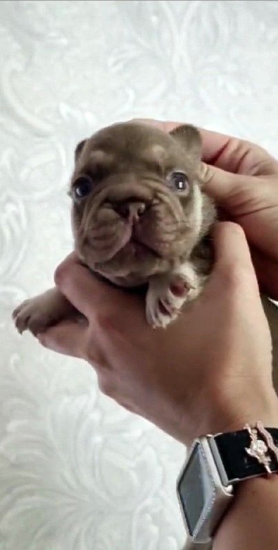 Marru Big Rope French Bulldog Marru Big Rope French Bulldog