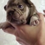 Marru-female-French-bulldog-puppy-for-sale-3