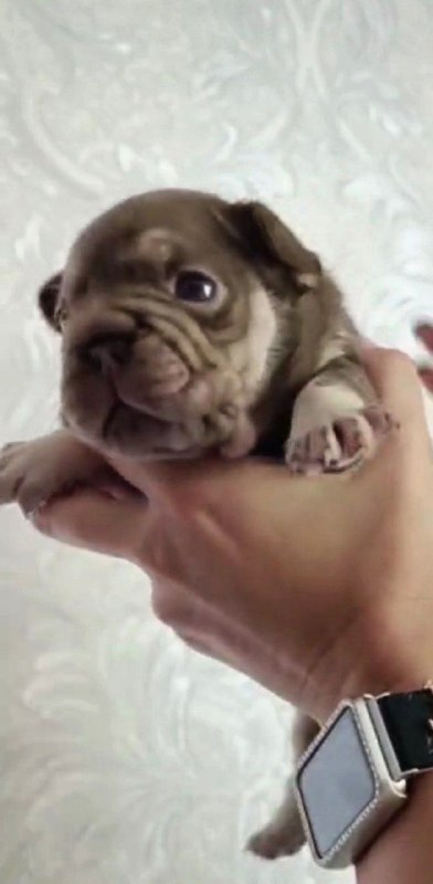 Marru Big Rope French Bulldog Marru Big Rope French Bulldog