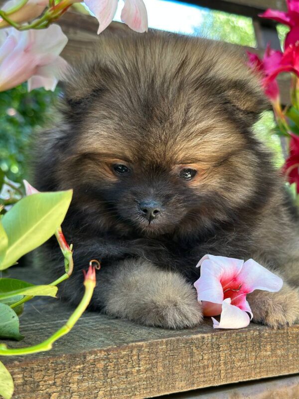 Martin Pomeranian Martin Pomeranian