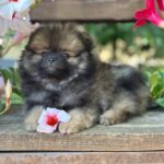 Martin-male-Pomeranian-puppy-for-sale-2