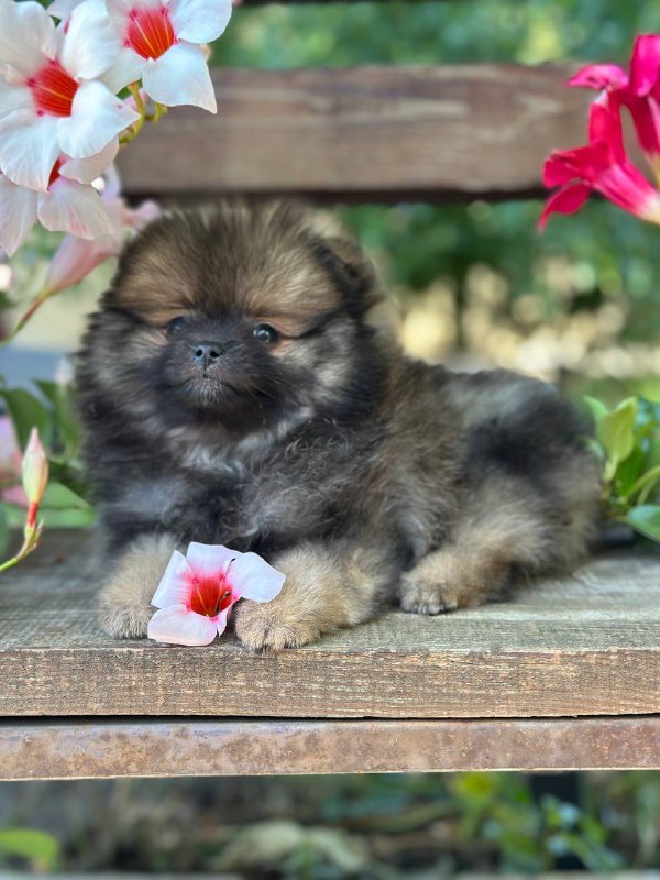 Martin Pomeranian Martin Pomeranian