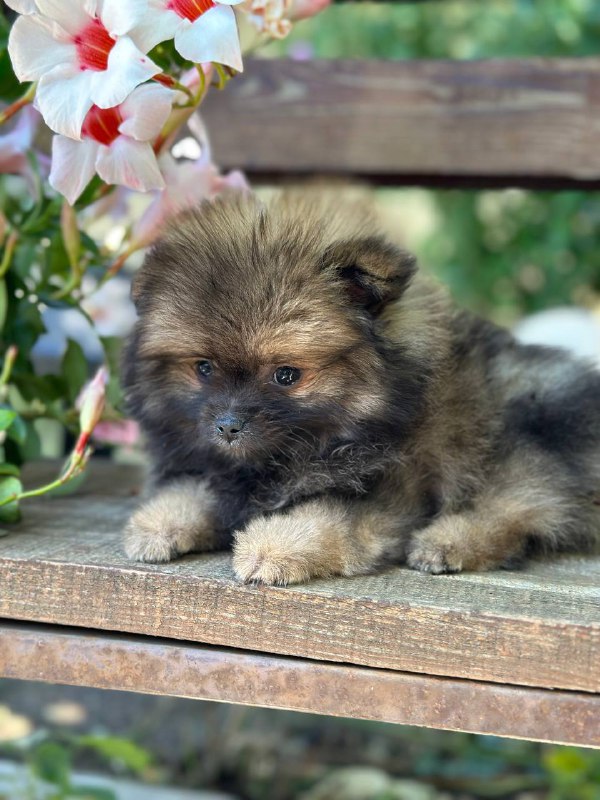 Martin Pomeranian Martin Pomeranian