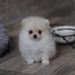 Mary-female-pomeranian-puppy-for-sale-1 (1)