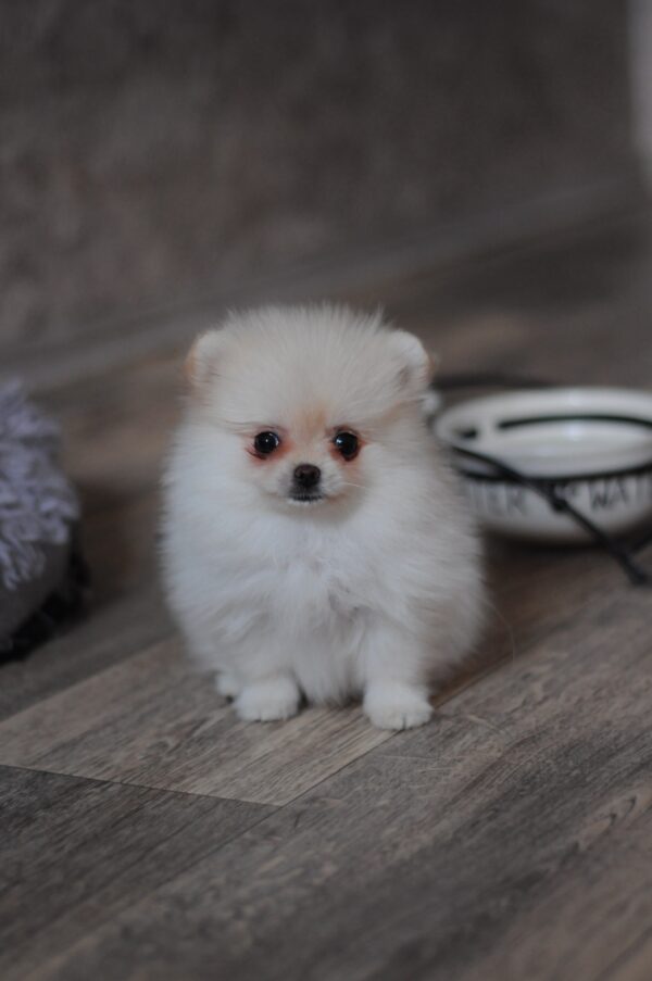 Mary Pomeranian Mary Pomeranian