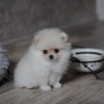 Mary-female-pomeranian-puppy-for-sale-1 (2)