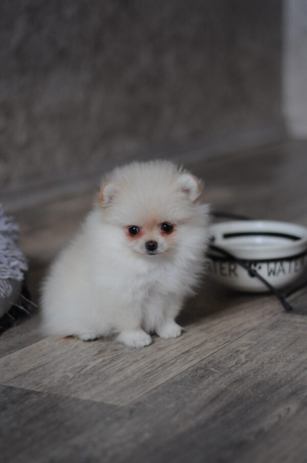 Mary Pomeranian Mary Pomeranian