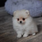 Mary-female-pomeranian-puppy-for-sale-1 (3)