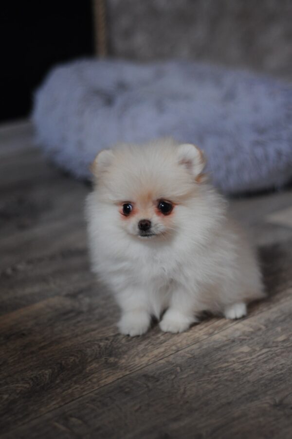 Mary Pomeranian Mary Pomeranian