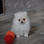 Masik-male-pomeranian-puppy-for-sale-1 (1)