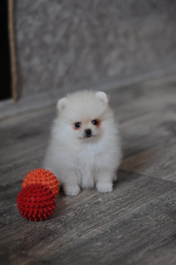 Masik Pomeranian Masik Pomeranian