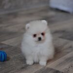 Masik-male-pomeranian-puppy-for-sale-1 (2)