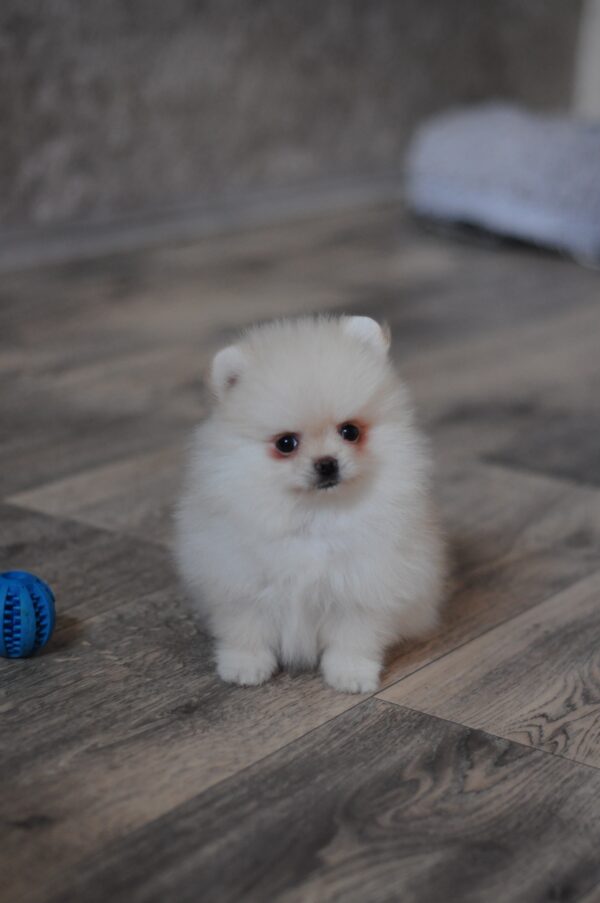 Masik Pomeranian Masik Pomeranian