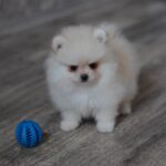 Trunny Pomeranian