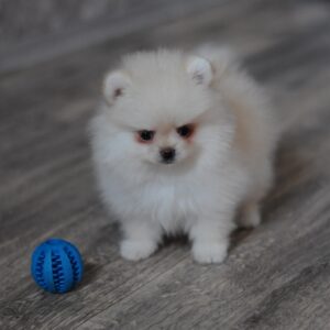 Masik Pomeranian