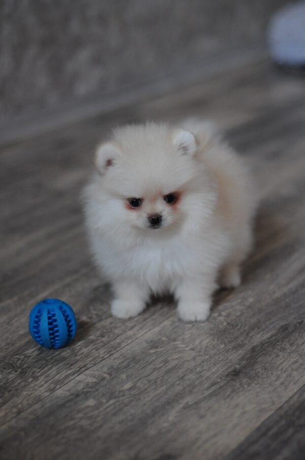 Masik Pomeranian Masik Pomeranian