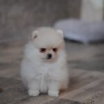 Masik-male-pomeranian-puppy-for-sale-1 (4)