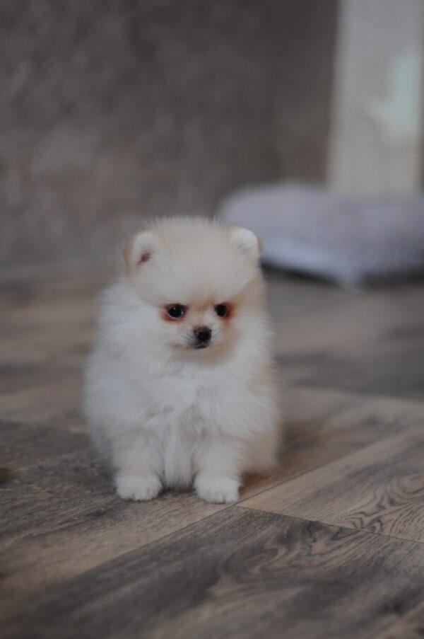 Masik Pomeranian Masik Pomeranian