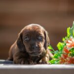 Maxi-female-miniature-dachshund-puppy-for-sale-1 (1)