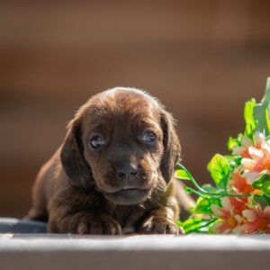 Maxi Miniature Dachshund