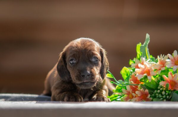 Maxi Miniature Dachshund Maxi Miniature Dachshund