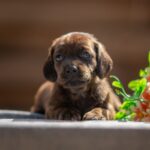Maxi-female-miniature-dachshund-puppy-for-sale-1 (2)
