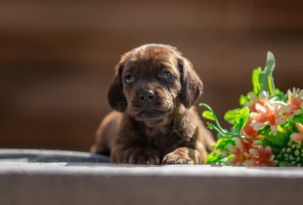 Maxi Miniature Dachshund Maxi Miniature Dachshund