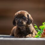 Maxi-female-miniature-dachshund-puppy-for-sale-1 (3)