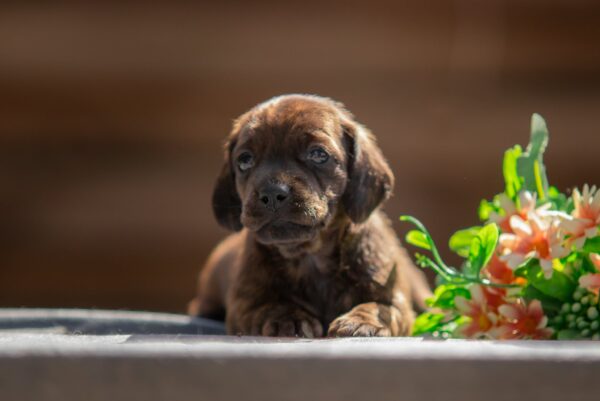 Maxi Miniature Dachshund Maxi Miniature Dachshund