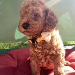 Maxik-male-toy-poodle-puppy-for-sale-1 (1)