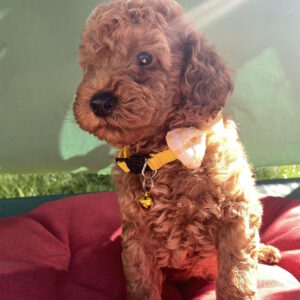 Maxik Toy Poodle