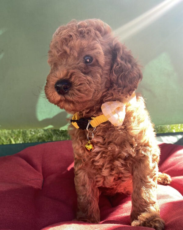 Maxik Toy Poodle Maxik Toy Poodle