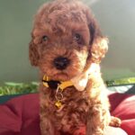Maxik-male-toy-poodle-puppy-for-sale-1 (2)
